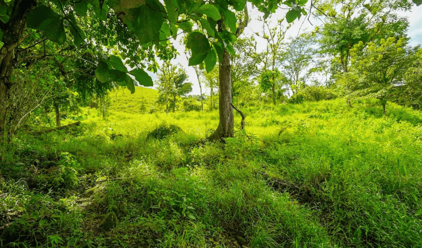 Hatillo, Savegre de Aguirre, 60602, ,Land,For Sale,Hatillo,1171