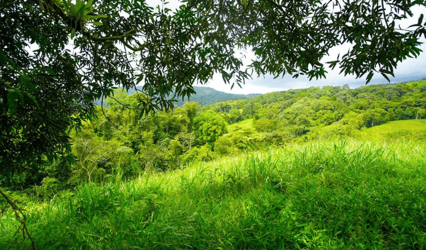 Hatillo, Savegre de Aguirre, 60602, ,Land,For Sale,Hatillo,1171