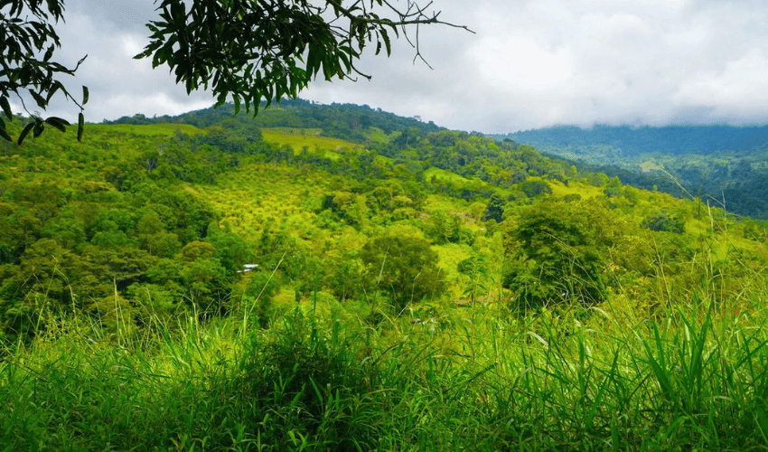 Hatillo, Savegre de Aguirre, 60602, ,Land,For Sale,Hatillo,1171