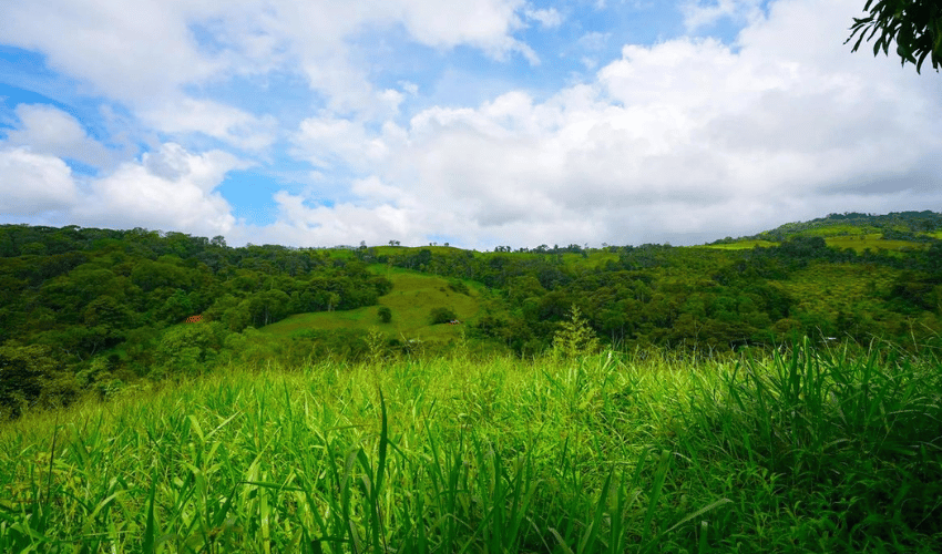 Hatillo, Savegre de Aguirre, 60602, ,Land,For Sale,Hatillo,1171