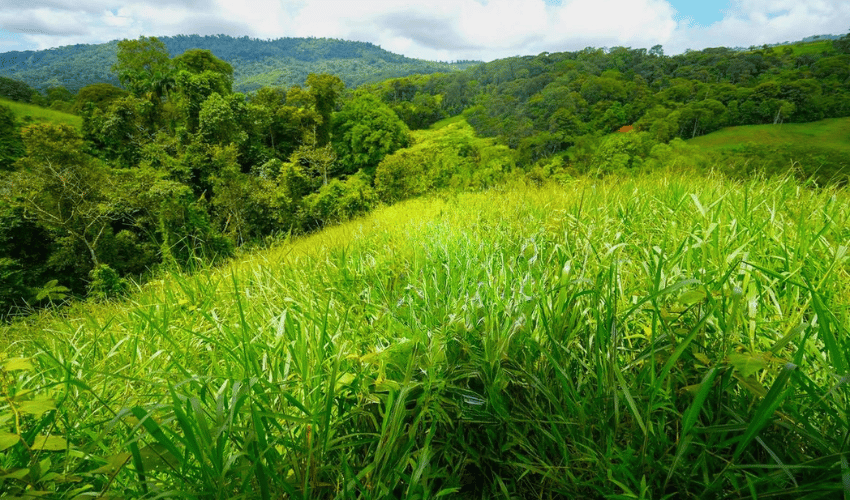 Hatillo, Savegre de Aguirre, 60602, ,Land,For Sale,Hatillo,1171