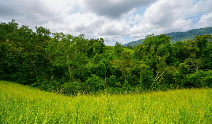 Hatillo, Savegre de Aguirre, 60602, ,Land,For Sale,Hatillo,1171