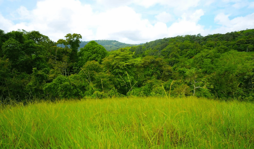 Hatillo, Savegre de Aguirre, 60602, ,Land,For Sale,Hatillo,1171