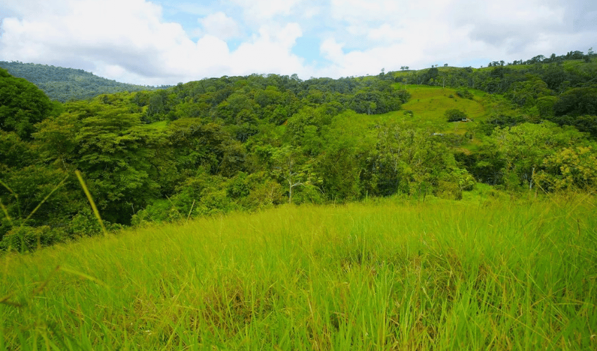 Hatillo, Savegre de Aguirre, 60602, ,Land,For Sale,Hatillo,1171