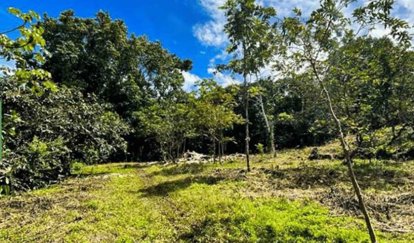 Dos Bocas, Savegre de Aguirre, 60602, ,Land,For Sale,Dos Bocas,1173