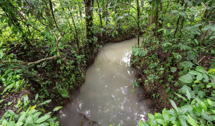 Quepos Centro, Quepos, 60601, ,Land,For Sale,Quepos Centro,1176