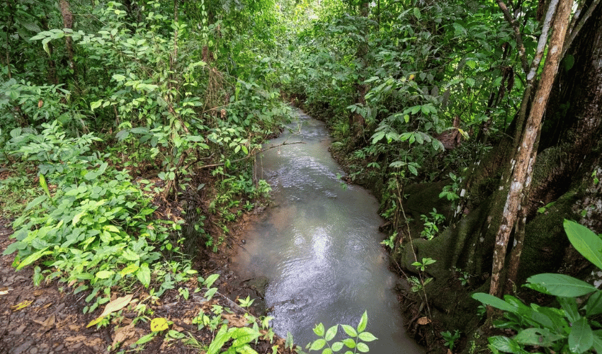 Quepos Centro, Quepos, 60601, ,Land,For Sale,Quepos Centro,1176