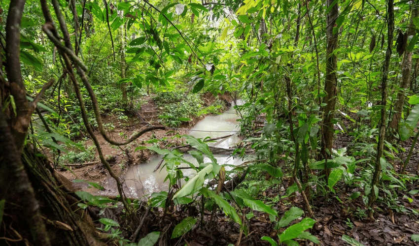 Quepos Centro, Quepos, 60601, ,Land,For Sale,Quepos Centro,1176