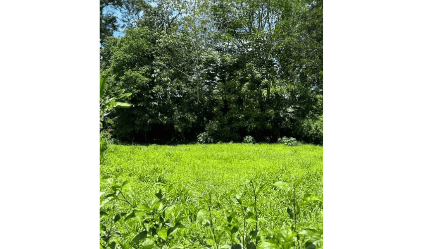 Hatillo, Savegre de Aguirre, 60602, ,Land,For Sale,Hatillo,1183