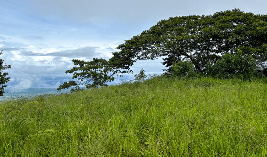 Ciudad Cortez, Osa, 60501, ,Land,For Sale,Ciudad Cortez,1212