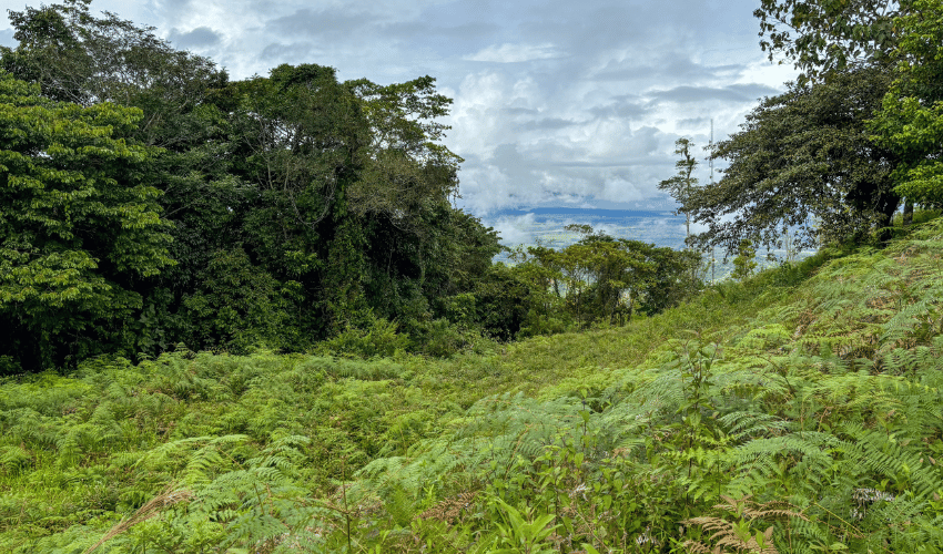 Ciudad Cortez, Osa, 60501, ,Land,For Sale,Ciudad Cortez,1212