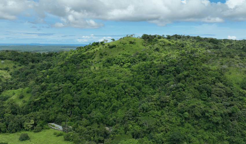 Ciudad Cortéz, Osa, 60501, ,Land,For Sale,Ciudad Cortéz,1214