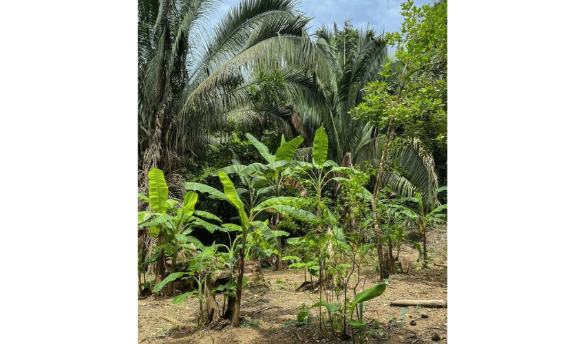 Playa Hermosa, Osa, 61101, ,Land,For Sale,Playa Hermosa,1023