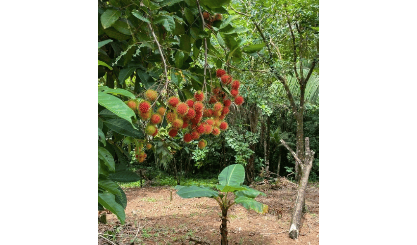 Playa Hermosa, Osa, 61101, ,Land,For Sale,Playa Hermosa,1023