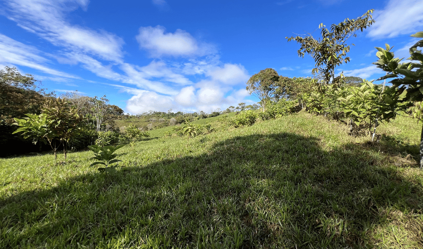 Cajón, ,Land,For Sale,1242