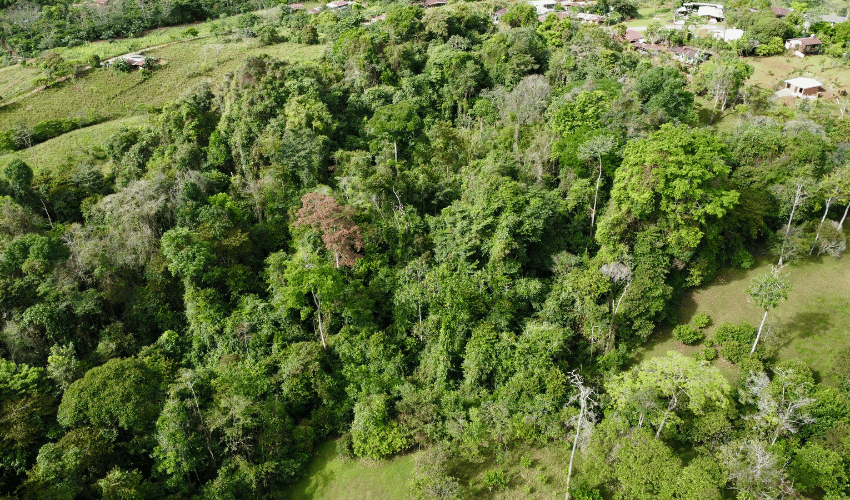 Cajón, ,Land,For Sale,1242