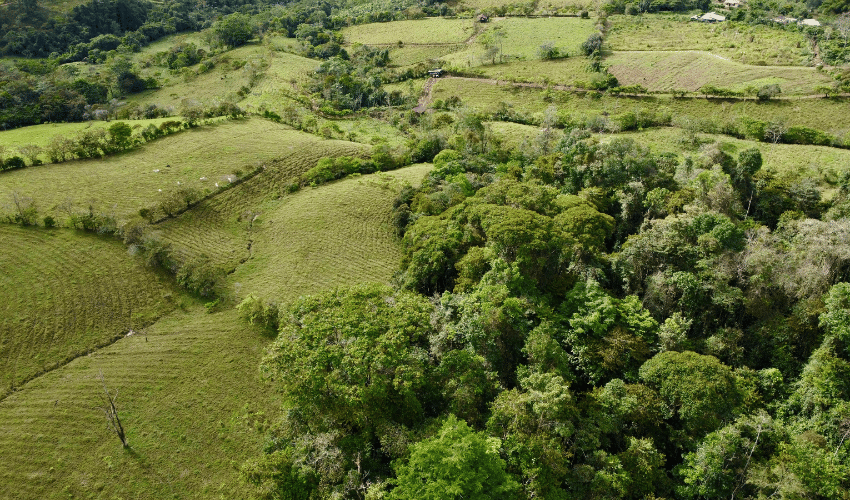 Cajón, ,Land,For Sale,1242