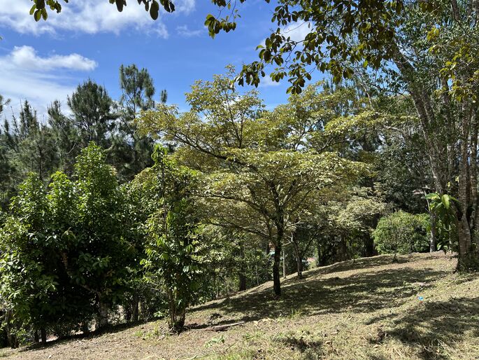 Quebradas, Perez Zeledon, 11901, ,Land,For Sale,Quebradas,1259