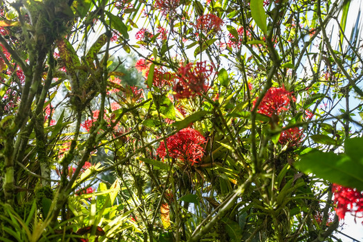 El Roble de La Palma, Perez Zeledon, 11901, ,House,For Sale,El Roble de La Palma,1262