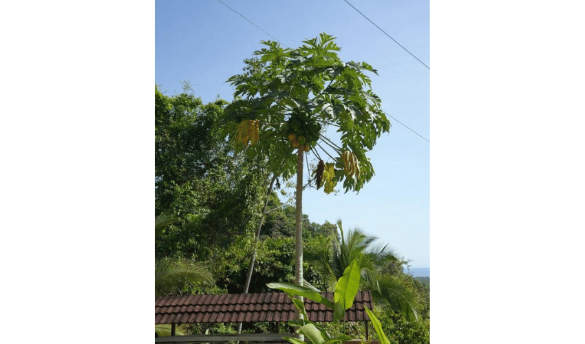 Hatillo, Savegre de Aguirre, 60504, 5 Bedrooms Bedrooms, ,4 BathroomsBathrooms,House,For Sale,Hatillo,1064