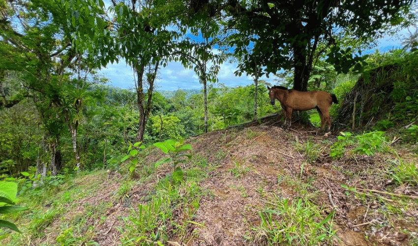 Hatillo, Savegre de Aguirre, 60602, ,Land,For Sale,Hatillo,1072