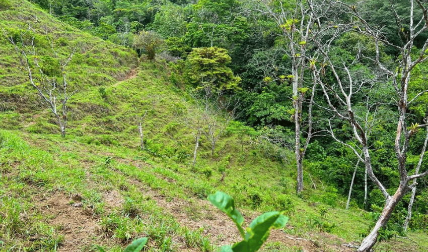 Hatillo, Savegre de Aguirre, 60602, ,Land,For Sale,Hatillo,1072