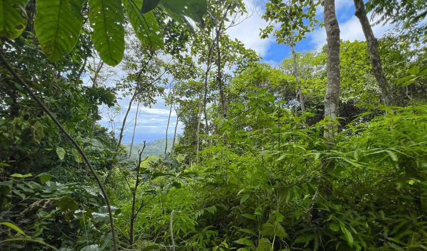 Hatillo, Savegre de Aguirre, 60602, ,Land,For Sale,Hatillo,1072