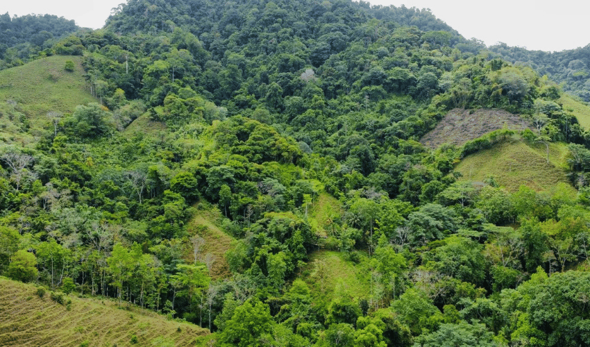 Hatillo, Savegre de Aguirre, 60602, ,Land,For Sale,Hatillo,1072