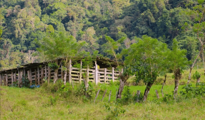 Uvita, Osa, 60504, ,Land,For Sale,Uvita,1074