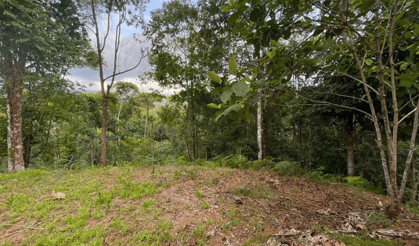 Platanillo, Perez Zeledon, 11909, ,Land,For Sale,Platanillo,1077