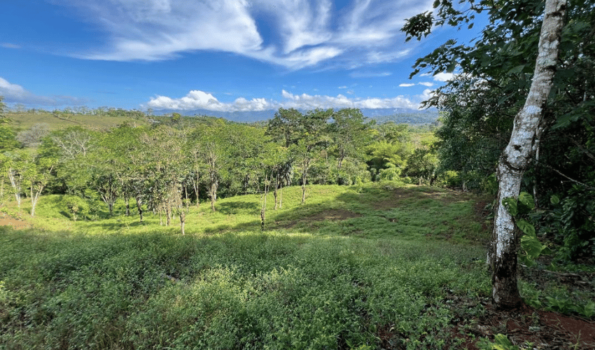 La Arepa, Perez Zeledon, 11909, ,Land,For Sale,La Arepa,1078