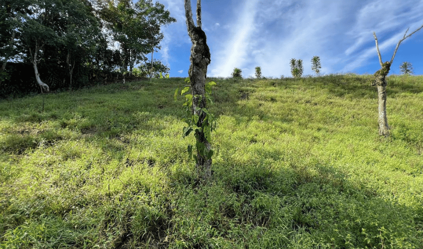 La Arepa, Perez Zeledon, 11909, ,Land,For Sale,La Arepa,1078