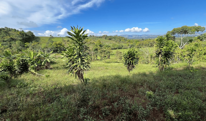 La Arepa, Perez Zeledon, 11909, ,Land,For Sale,La Arepa,1078