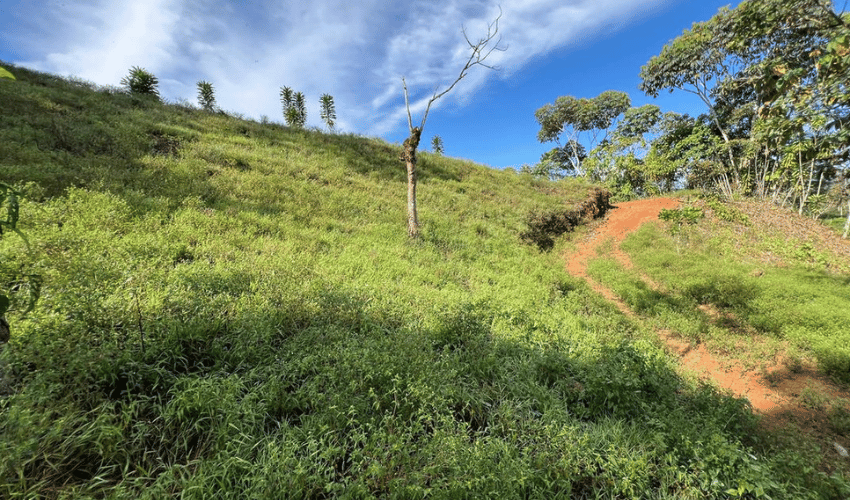 La Arepa, Perez Zeledon, 11909, ,Land,For Sale,La Arepa,1078