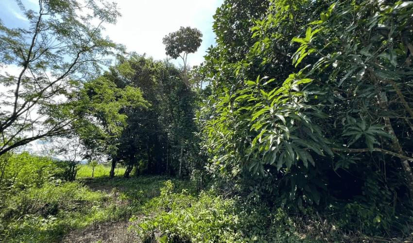 Volcan, Buenos Aires, 60301, ,Land,For Sale,Volcan,1085